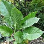 Alocasia macrorrhizos - Alocasia macrorrhiza
