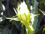 Selenicereus megalanthus, Fleur de Pitaya jaune, Graines de Pitaya jaune, Graines de Selenicereus megalanthus