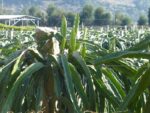 Selenicereus megalanthus, Arbre de Pitaya jaune, Graines de Selenicereus megalanthus, Graines de Selenicereus megalanthus