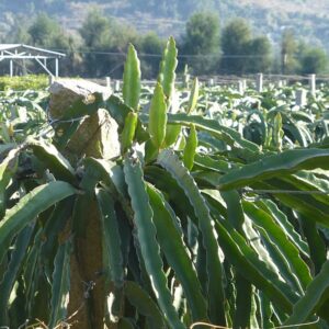Selenicereus megalanthus, Arbre de Pitaya jaune, Graines de Selenicereus megalanthus, Graines de Selenicereus megalanthus