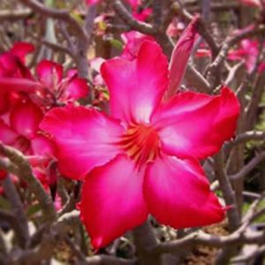 Adenium Obesum Dangdushe - Rose du désert