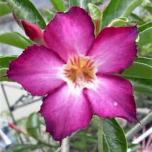 Adenium Obesum Purple Picotee - Rose du désert