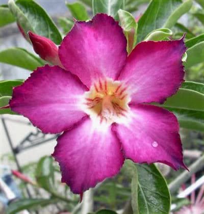 Adenium Obesum Purple Picotee - Rose du désert