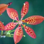 Belamcanda chinensis - Fleur léopard
