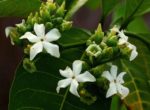 Voacanga Africana - Voacanga africain