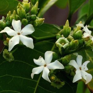 Voacanga Africana - Voacanga africain