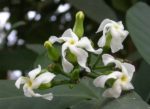 Voacanga Africana - Voacanga africain