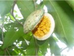 Voacanga Africana - Voacanga africain