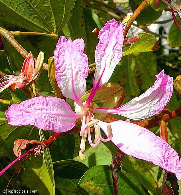 Bauhinia malabarica - Arbre à Orchidées