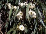 Eucalyptus Globulus Tasmanian Blue Gum