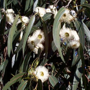 Eucalyptus Globulus Tasmanian Blue Gum