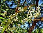 Feuilles et fleurs de Neem, Azadirachta indica
