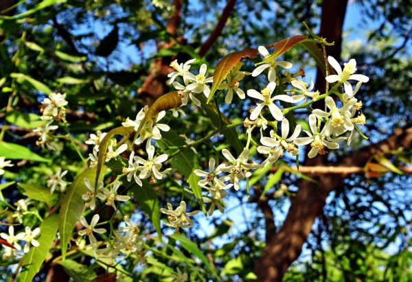 Feuilles et fleurs de Neem, Azadirachta indica