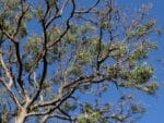 Margousier, arbre de Neem
