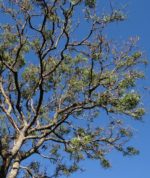 Margousier, arbre de Neem