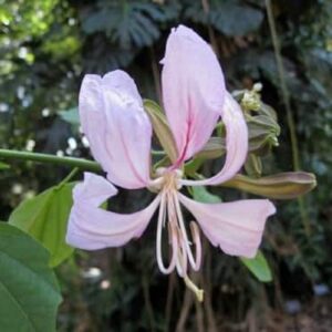 Bauhinia malabarica - Arbre à Orchidées