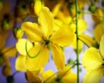 Cytise - Laburnum anagyroides fleur