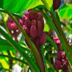 Musa velutina, Pink banana de Musa velutina, Graines de Musa velutina, Graines de Bananier à fleur rose