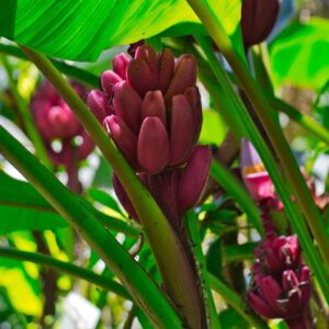 Musa velutina - Pink banana - Bananier à fleur rose