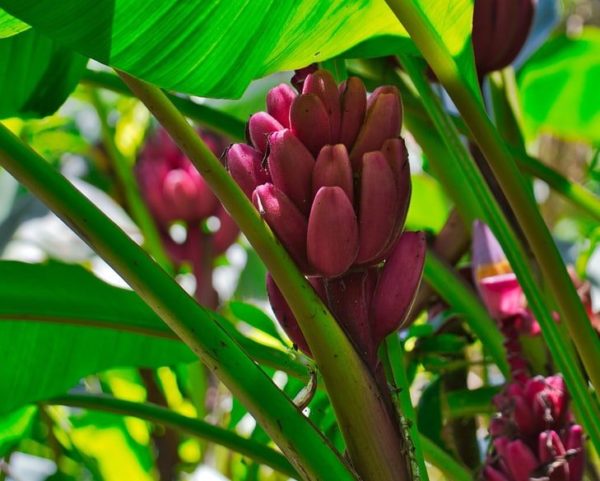 MUSA velutina-Plante Banane Rose 20 x graines tropicaux frais 