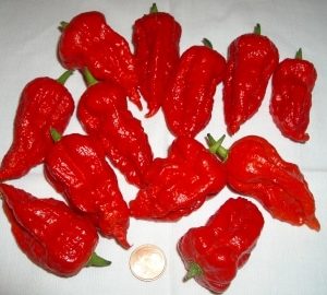 Piment Naga Dorset
