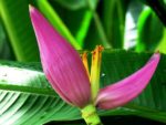 Musa velutina - Pink banana - Bananier à fleur rose