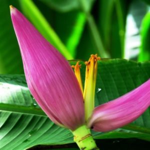 Musa velutina - Pink banana - Bananier à fleur rose