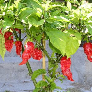 Piment Naga Dorset, Fruits sur pied Capsicum chinense, Graines de Piment Naga Dorset, Graines de Capsicum chinense