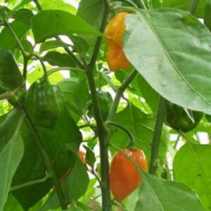 Piment Habanero peach, Capsicum chinense, Graines de Piment Habanero peach, Graines de Capsicum chinense