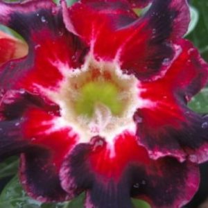 Adenium Obesum Black Santa - Rose du désert
