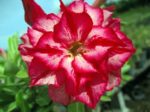 Adenium Obesum Chatpilin - Rose du désert