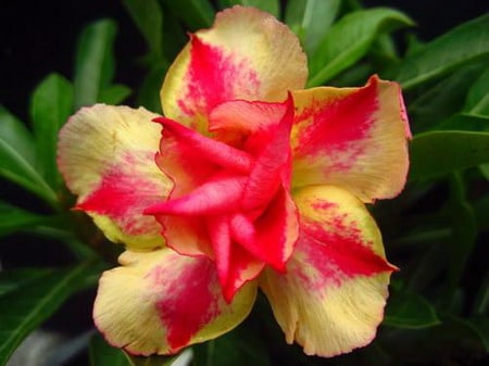 Rose du désert (Adenium obesum) : culture, entretien, rempotage