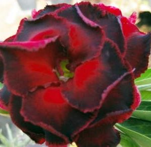 Adenium Obesum Lucknirun - Rose du désert