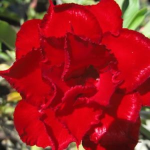 Adenium Obesum Red Angel - Rose du désert