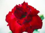Adenium Obesum Red Earth - Rose du désert