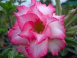 Adenium Obesum Sapphire - Rose du désert