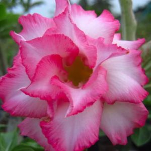Adenium Obesum Sapphire - Rose du désert