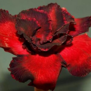 Adenium Obesum Vermillon - Rose du désert