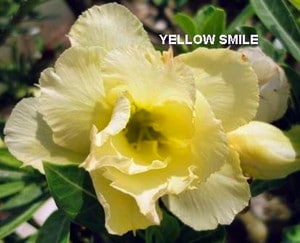 Adenium Obesum Yellow Smile - Rose du désert