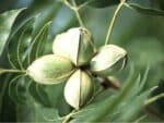 Carya illinoinensis, Fruits et Fleurs de Pacanier, Noix de Carya illinoinensis
