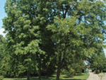 Carya illinoinensis, Arbre de Pacanier, Noix de Carya illinoinensis