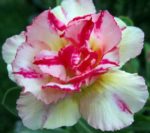 Adenium Obesum Pinkgold - Rose du désert