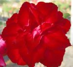 Adenium Obesum Triple Red Harry - Rose du désert