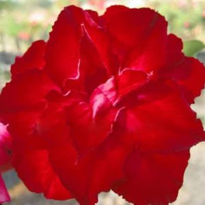 Adenium Obesum Triple Red Harry - Rose du désert