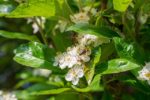 Feuilles et fleurs d'Aronia melanocarpa