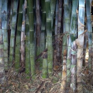 Bambou Polymorphe - Bambusa polymorpha