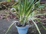 Plants de poireaux perpétuels, plants Allium ampeloprasum