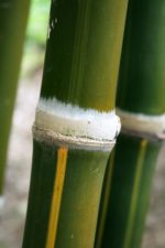 Bambou Polymorphe - Bambusa polymorpha