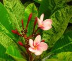Frangipanier - Plumeria - Fleur des Temples
