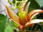 Passiflora aurantia